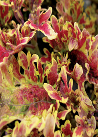 Coleus (Solenostemon) 'Burning Bush'